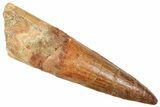 Fossil Spinosaurus Tooth - Real Fossil Tooth #372911-1